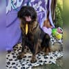 Leonbergermischling Michi sucht Familie
