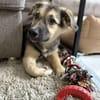 Kiko ist unser süßer Mini-Racker 🐾