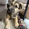 Kiko ist unser süßer Mini-Racker 🐾