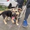 Kiko ist unser süßer Mini-Racker 🐾