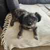 REMUS - er sucht eine neue Familie