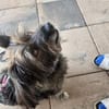 REMUS - er sucht eine neue Familie