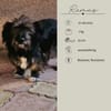 REMUS - er sucht eine neue Familie