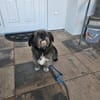 REMUS - er sucht eine neue Familie