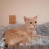 Lea  Sandfarbene Katzenschönheit