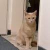 Lea  Sandfarbene Katzenschönheit