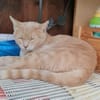 Lea  Sandfarbene Katzenschönheit