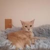 Lea  Sandfarbene Katzenschönheit