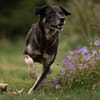 CHUTCHI -liebe, sanfte Hündin-