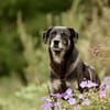 CHUTCHI -liebe, sanfte Hündin-