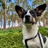 Snoopy ist ein verschmustes Zwergerl
