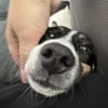 Snoopy ist ein verschmustes Zwergerl
