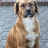 Tony Pongo - Neustart gesucht!