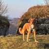 Tony Pongo - Neustart gesucht!
