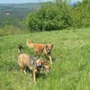 Tony Pongo - Neustart gesucht!