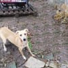 Leonie, auf Pflege in Halle/Westfalen
