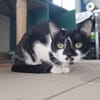 benson