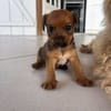 Asko, le petit rigolo