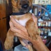 Asko, le petit rigolo