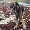 Bobby, chéri des îles