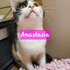 ANASTASIA