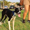 ENZO (Martina)