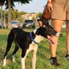 ENZO (Martina)