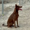 DOLORES (Maria)