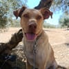 AVION  (Union animal)