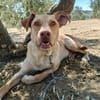 AVION  (Union animal)