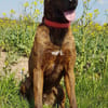 Lucky, verträglich mit Hunden