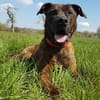 Lucky, verträglich mit Hunden