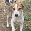 Ziska ist nun auf Pflegestelle in Lohra