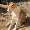 Ziska ist nun auf Pflegestelle in Lohra