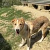 Ziska ist nun auf Pflegestelle in Lohra