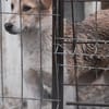 Ziska ist nun auf Pflegestelle in Lohra
