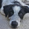FERDINANDO