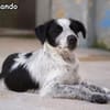 FERDINANDO