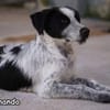 FERDINANDO