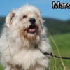 Marschal