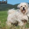 Marschal