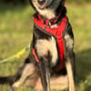 Cleo, sensible, wunderhübsch aus Köln!