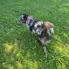 Merle Mudi Hündin, 1,5 Jahre