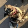 Merle Mudi Hündin, 1,5 Jahre