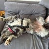 Merle Mudi Hündin, 1,5 Jahre