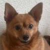 Chica sucht Couch oder Körbchen