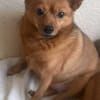 Chica sucht Couch oder Körbchen