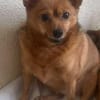 Chica sucht Couch oder Körbchen