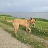 Ozzy - munterer Senior