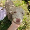 Freundlicher Odin aus Tierschutz!